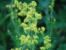 Galium verumGeel walstro bestellen